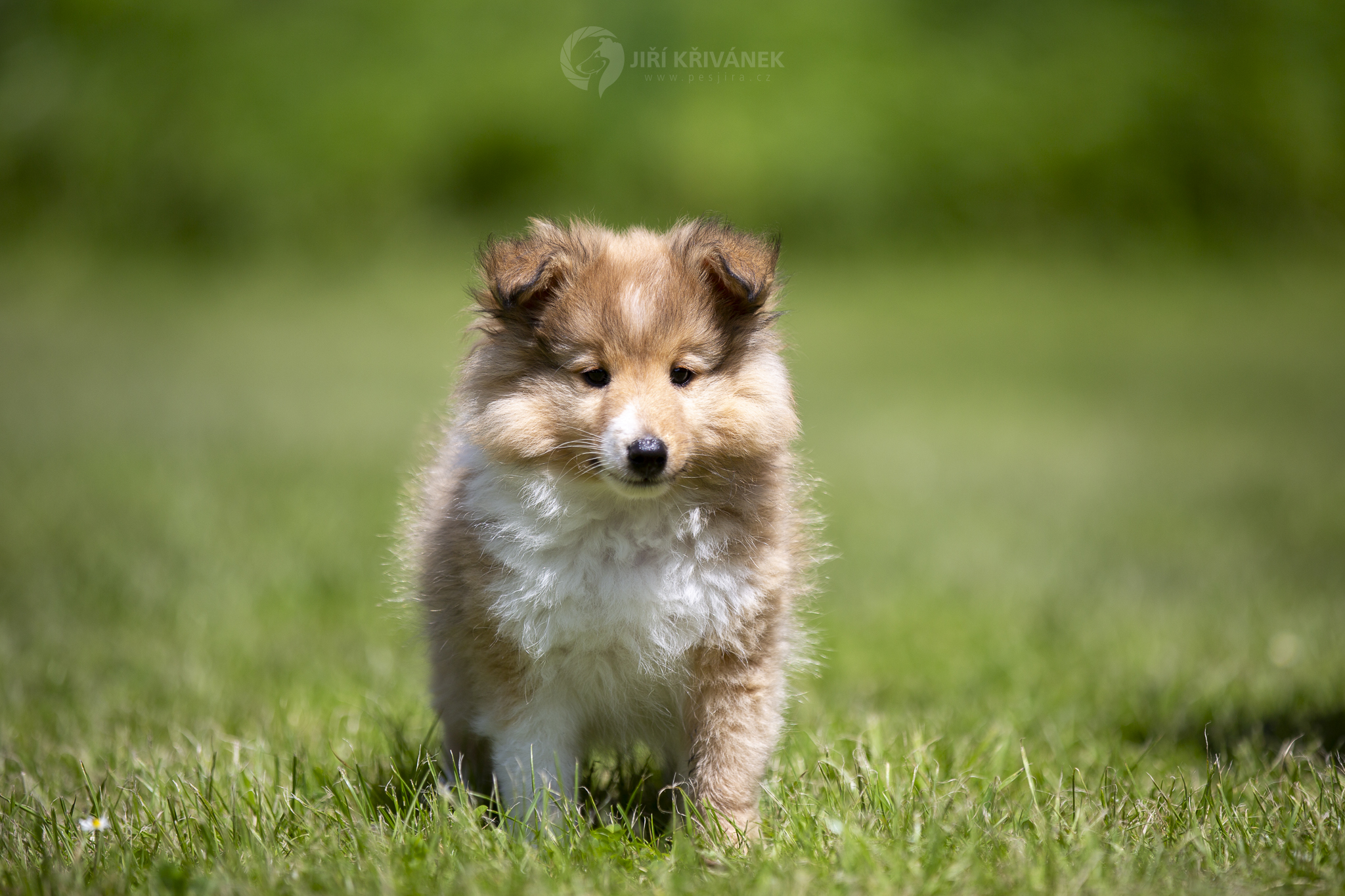 Iskander Bohemia Classic